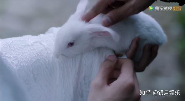 陈情令中最甜的糖小苹果亲了小兔子含光君眼神闪躲