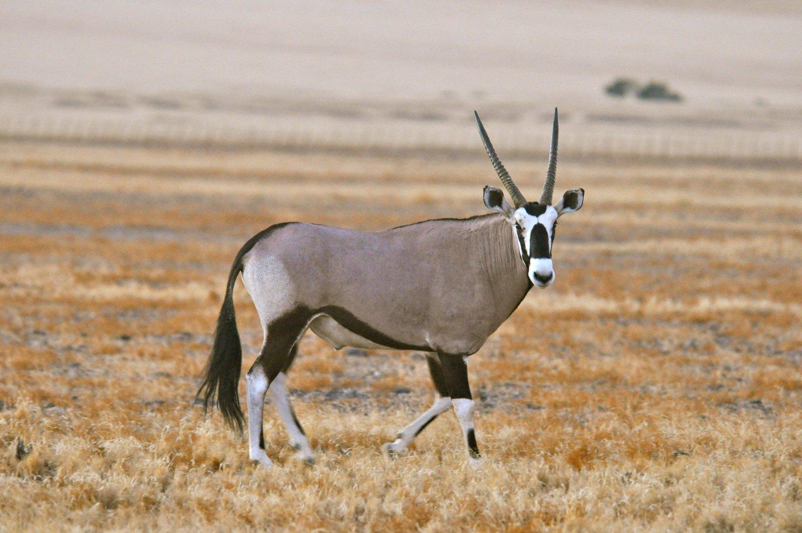 南七北六第一人:马羚,牛羚 - 知乎