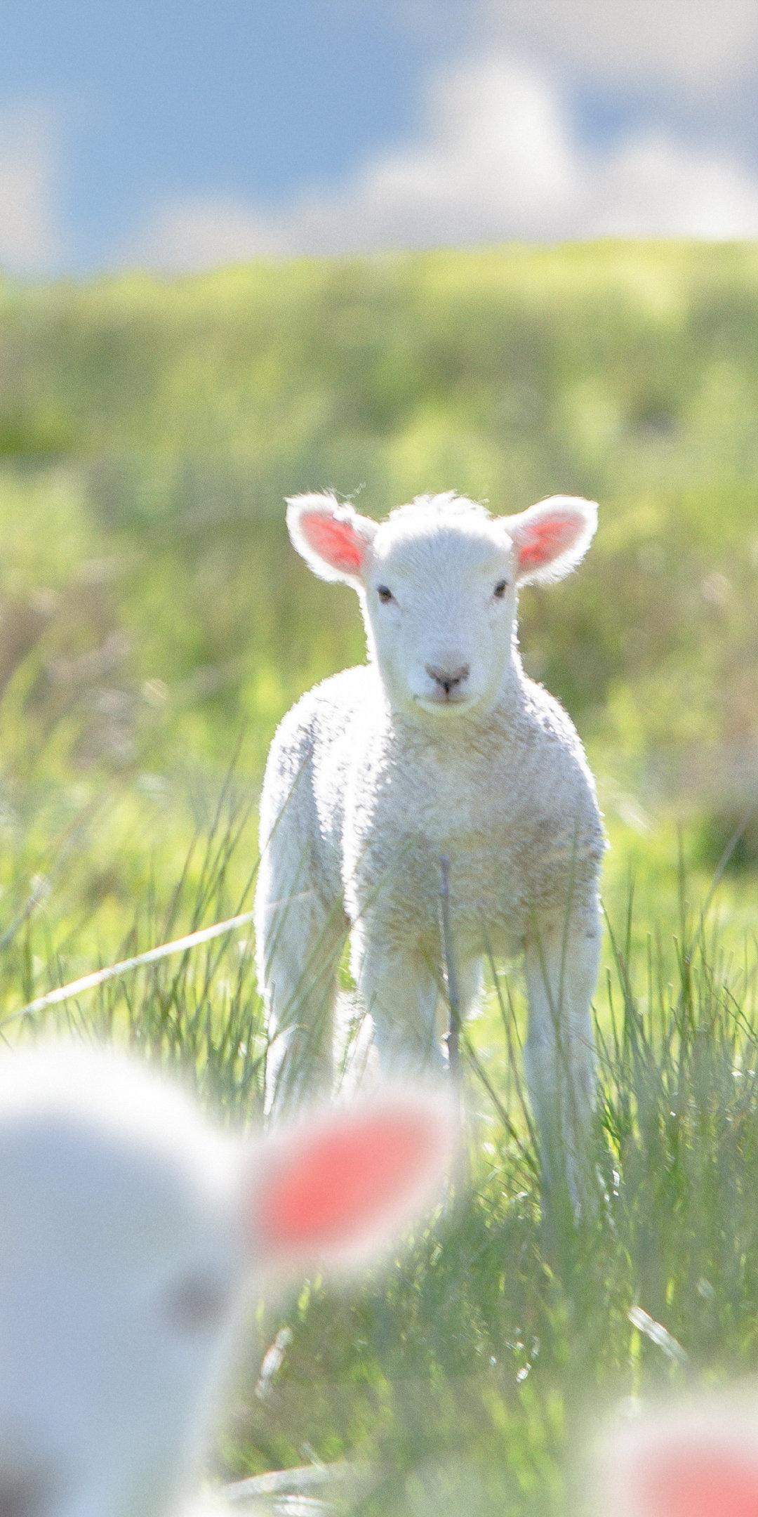 可爱小羊手机壁纸!猛男必备! - 知乎