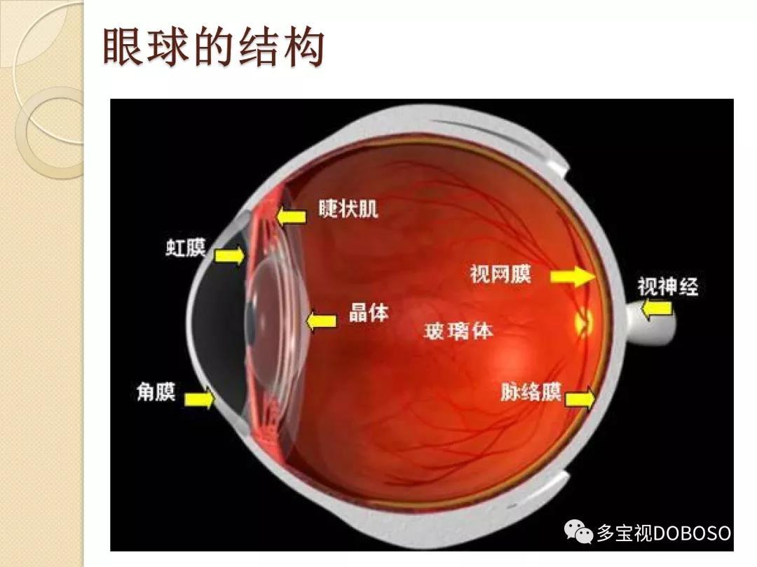 首先看一下眼球的结构,是什么造成视力的下降?