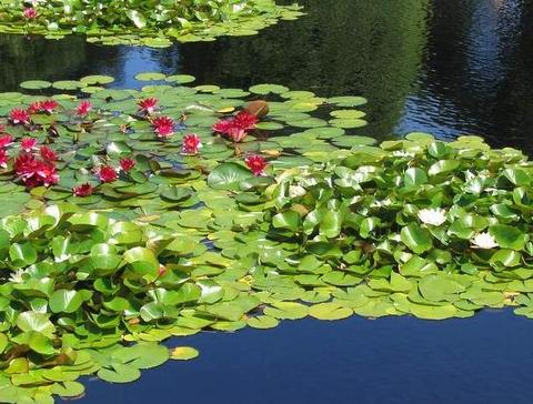 水生植物 知乎