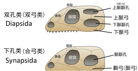 为什么很多动物的大脑都长在头部而非胸腔里? 14 v2 13253379c1a048db00f3f6ac235dfb61 720w