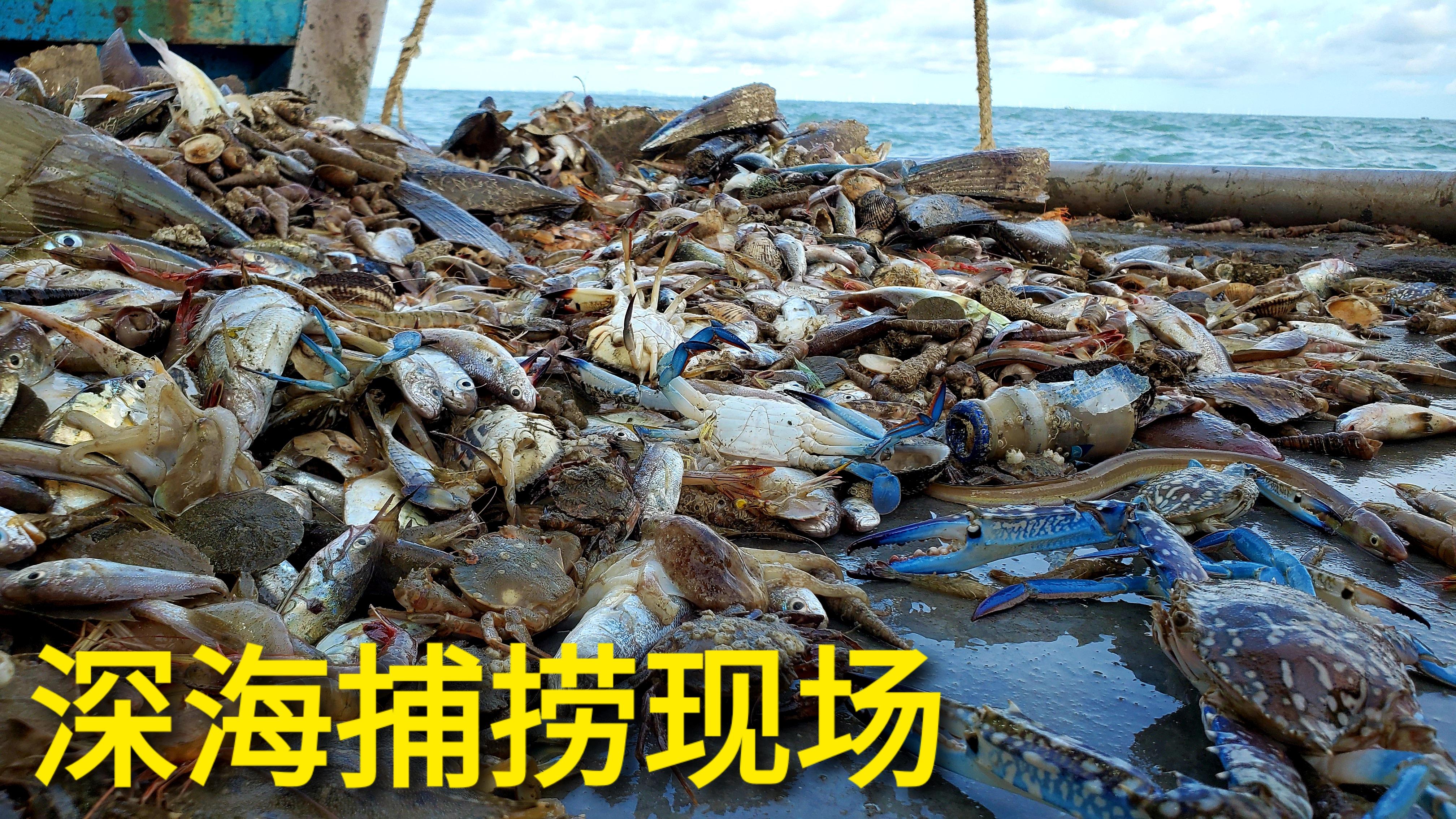 60岁的老船长捕捞有方看着满船海鲜船员都笑开了花