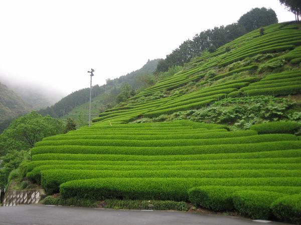 日本茶入门 关东与静冈县茶叶介绍