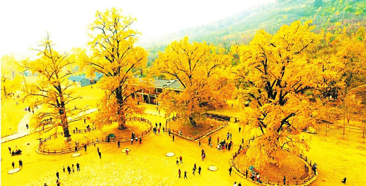 随州中国千年银杏谷图片