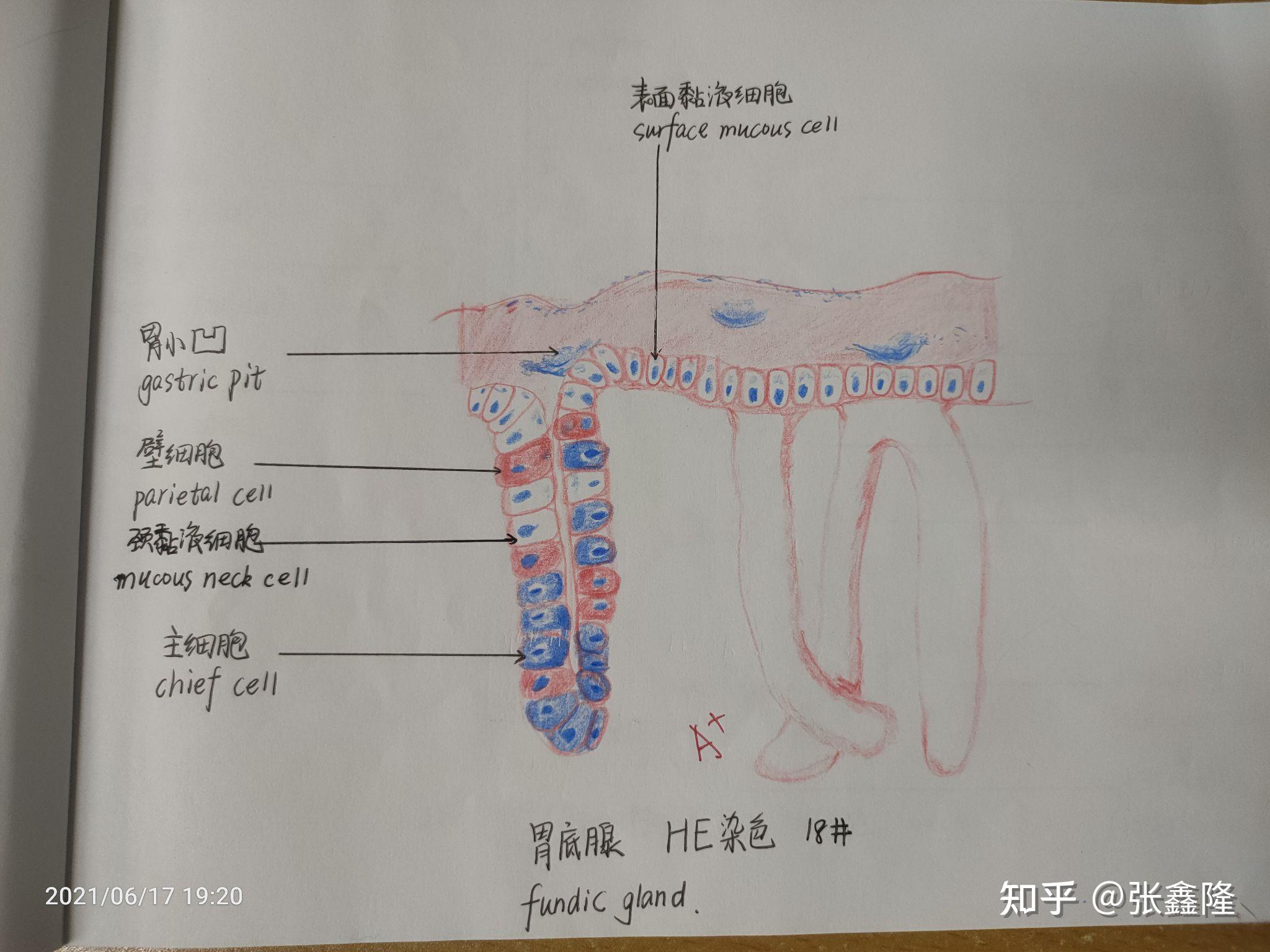 胃底红蓝铅笔手绘图图片