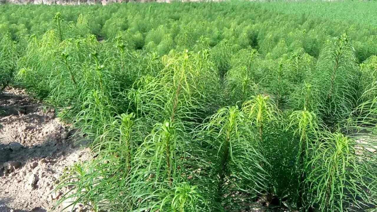 以上三类百合是现在市场上销售的主流食用百合,都已经实现规模化种植