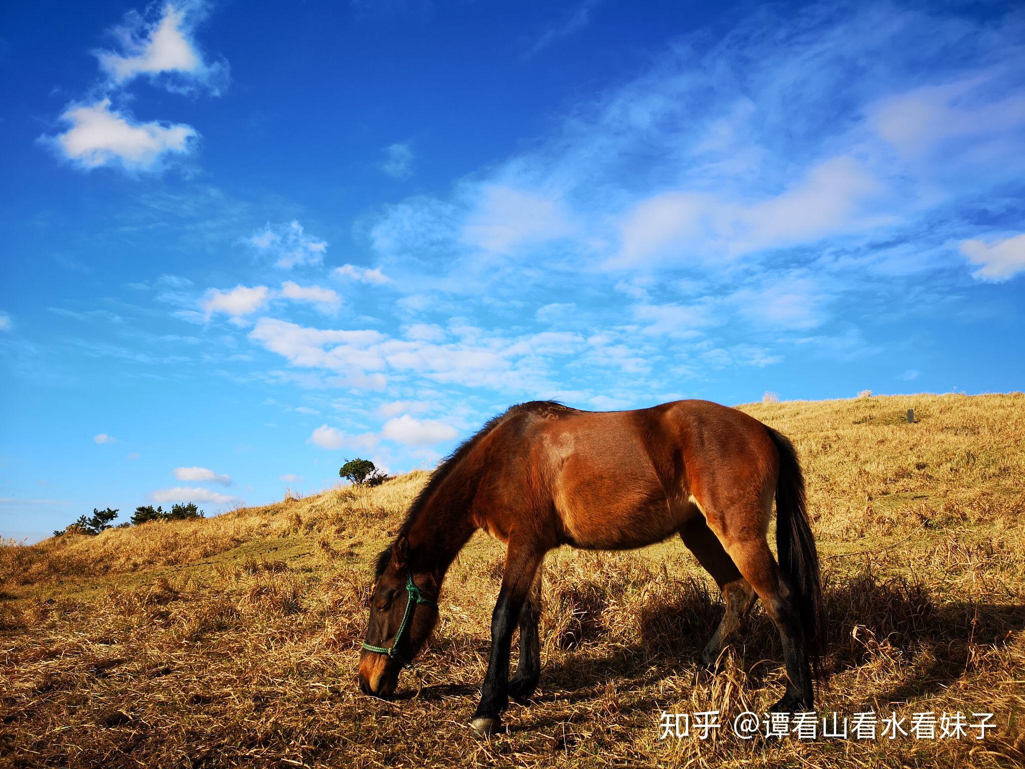 华为P20 pro 白天拍照效果感觉太假了,尤其是拍