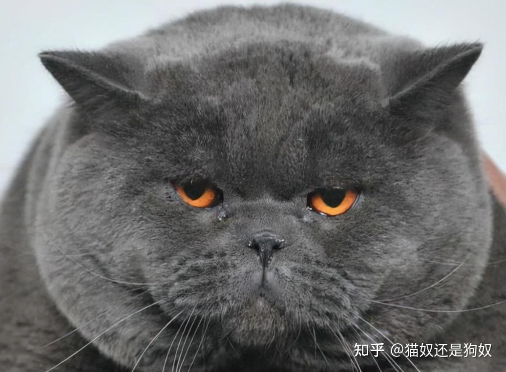 英短虽好但最终还是躲不过这几个坑