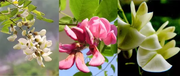 这种春天的野菜 吃过它们做的 春食 才不辜负春光 知乎