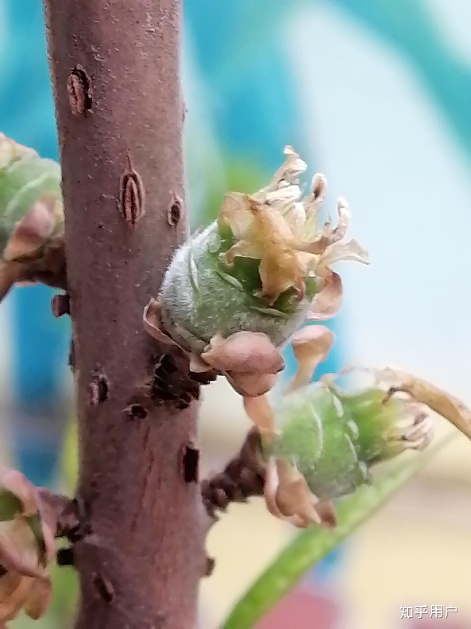 梅花会结果吗会的话结的果实叫梅子吗另梅子树开的花能叫梅花吗