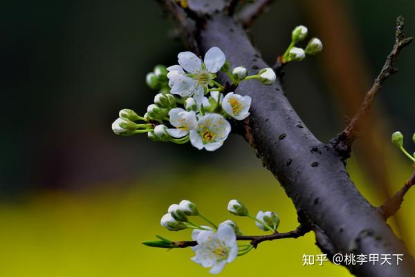 成都桃李甲天下李树苗基地浅谈李子树开花时到底能不能打药? - 知乎