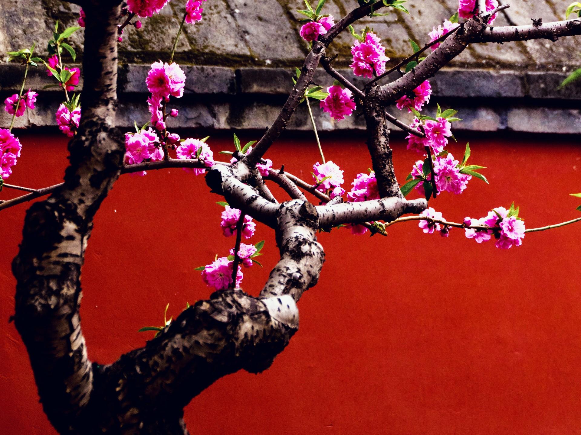 遇见“鲜花盛开的大街”！北京东城240万株鲜花绽放街头-千龙网·中国首都网