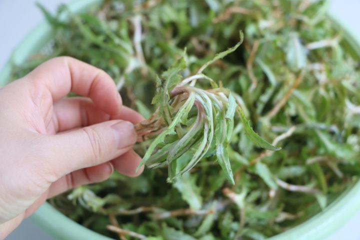 5月必吃野菜 是菜更是药 宁可不吃肉也要吃它 多吃身体更健康 知乎 5月必吃野菜 是菜更是药 宁可不吃肉也要吃它 多吃身体更健康 知乎