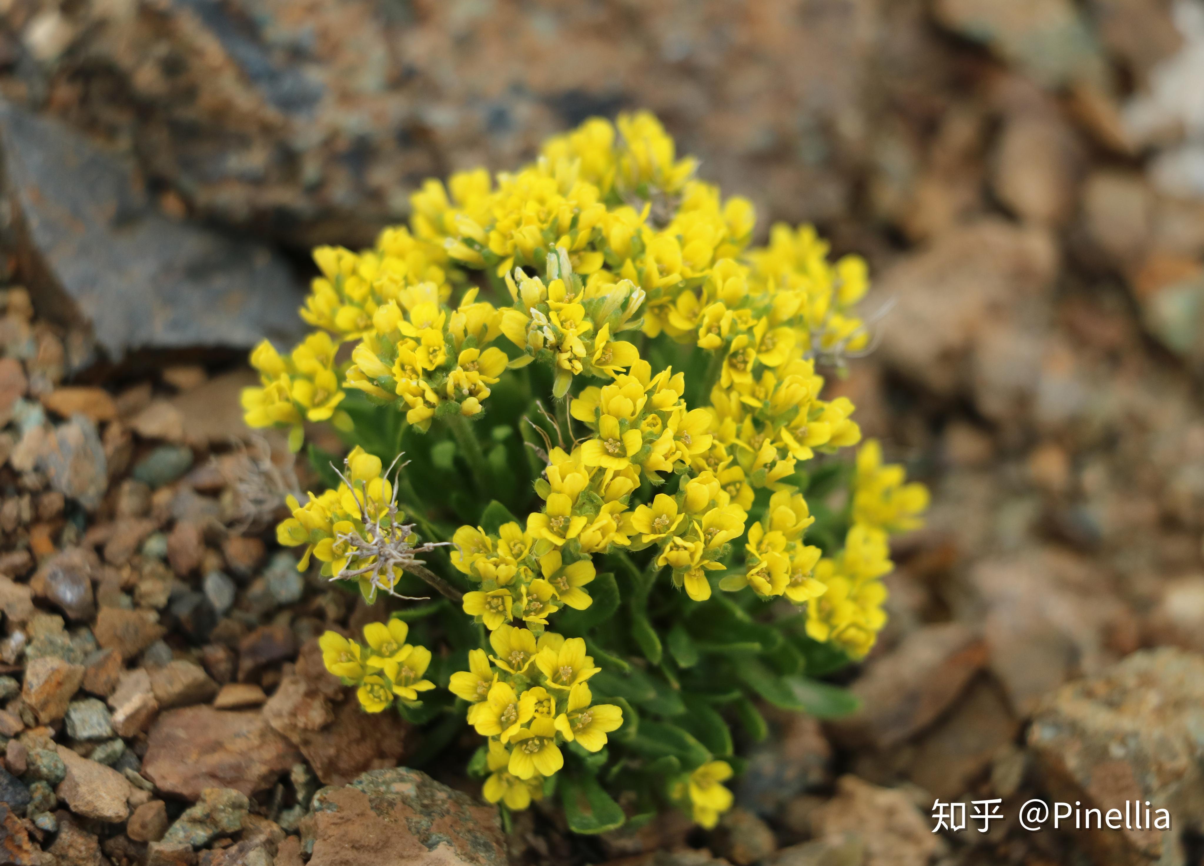 青藏秘境寻花之祁连篇下大冬树山垭口