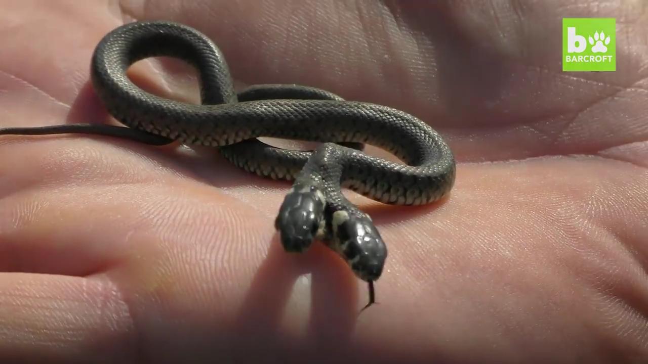 抓拍在克罗地亚发现的罕见双头蛇