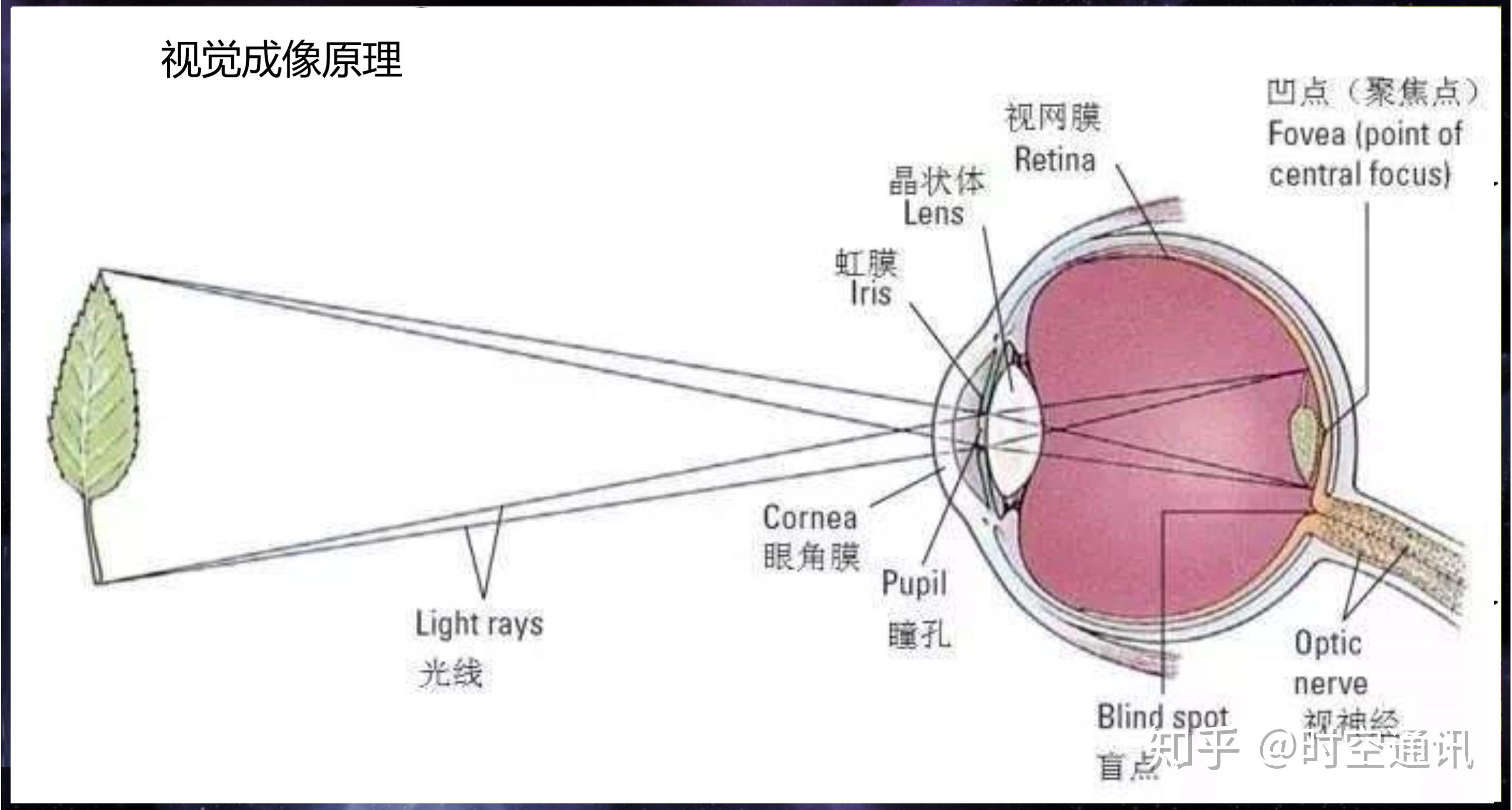 人的目光有多快为啥还能够看到缤纷多彩的世界