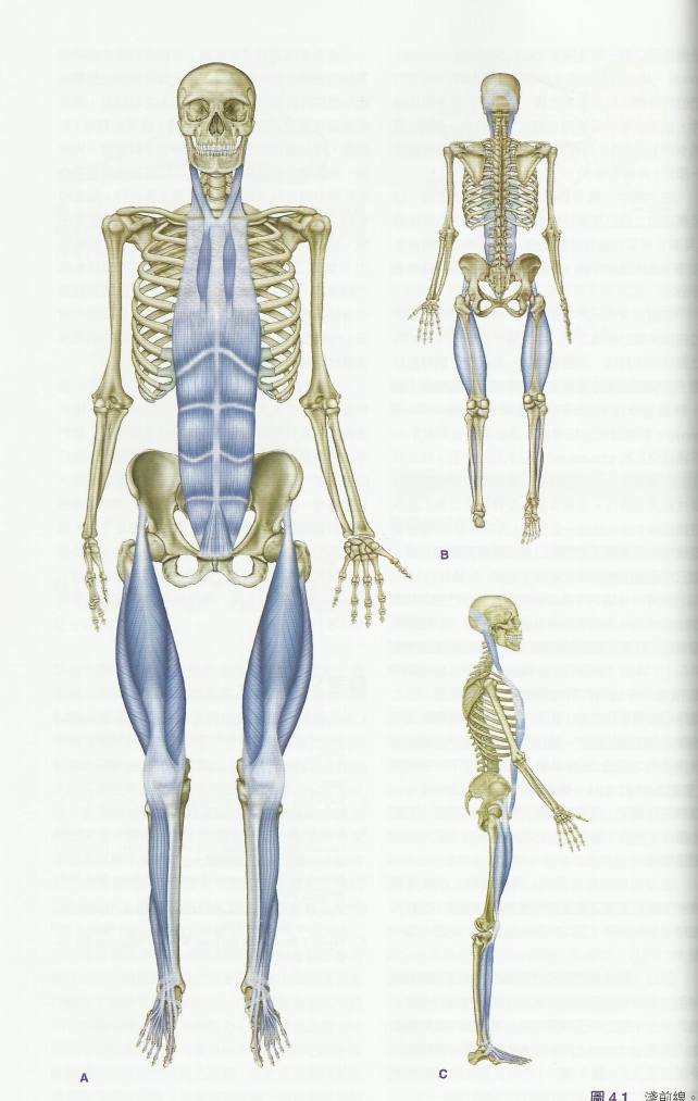 为什么你需要筋膜松解术