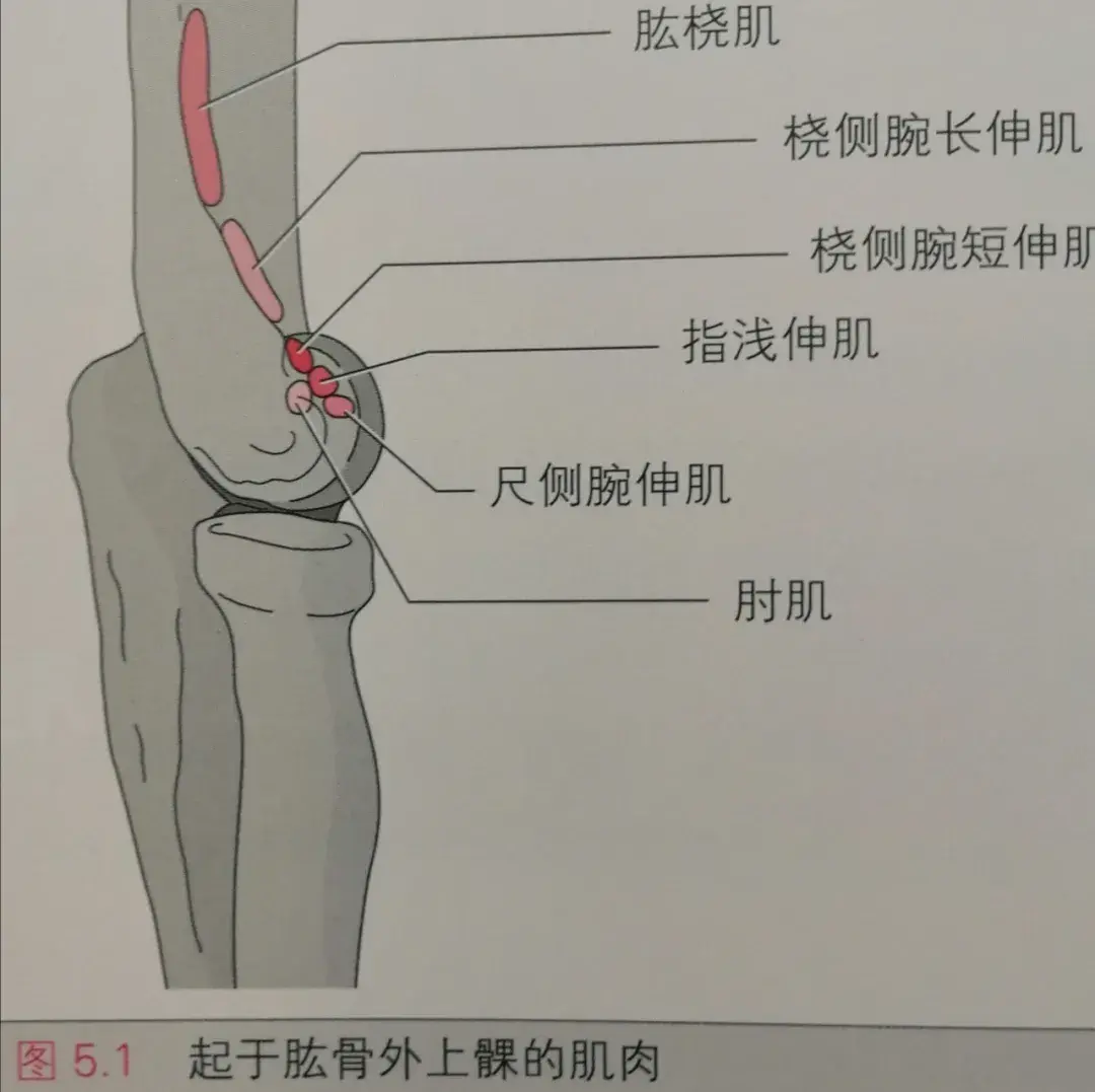 擰毛巾手肘疼抓握無力7個動作預防肱骨外上髁炎