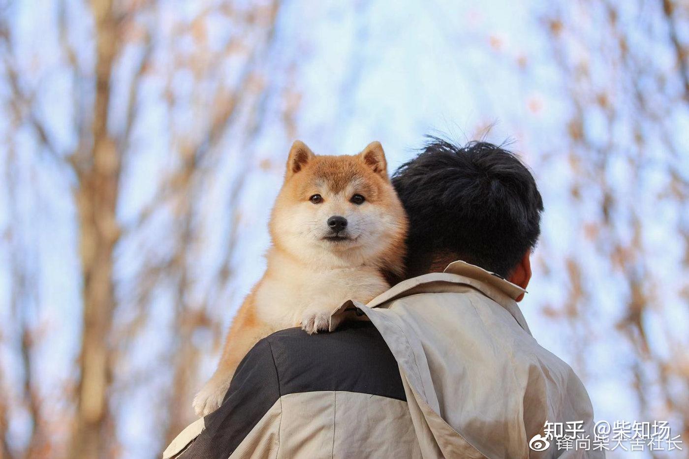 柴犬和男生一起的图片图片