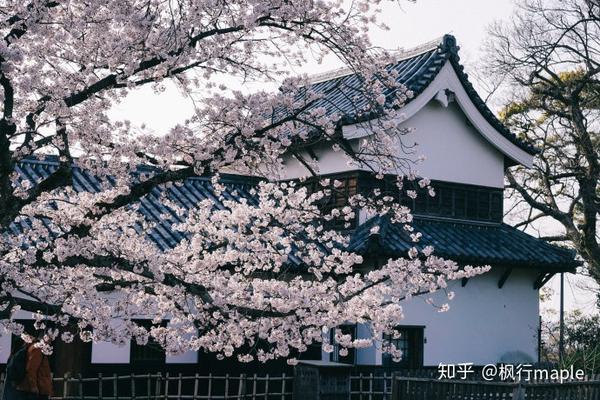 日本九州 闲逛小城 偶遇一场樱花雨 知乎