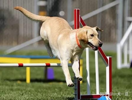 至今,導盲犬的訓練技術已經相當的成熟了,在犬種的選擇上,導盲犬的