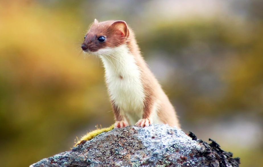 第260次听写你见过weasel吗