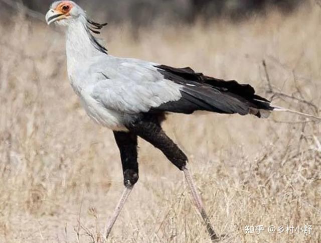 蛇鹫被誉为非洲毒蛇的天敌它究竟有多厉害