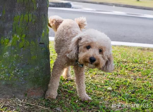 公狗撒尿為何要抬起一條腿?這些原因你未必知道