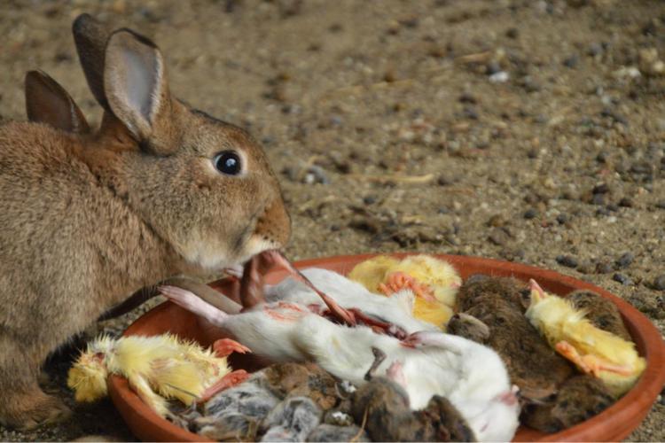 逼急了兔子真要吃肉