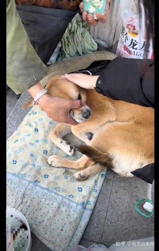 流浪汉养了只狗，有人摸狗时他下意识捂住嘴：我的狗不是流浪狗！ - 知乎