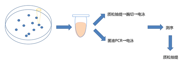 基因克隆 - 知乎