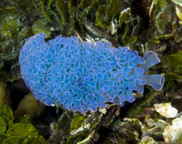 动物篇6软体动物门上