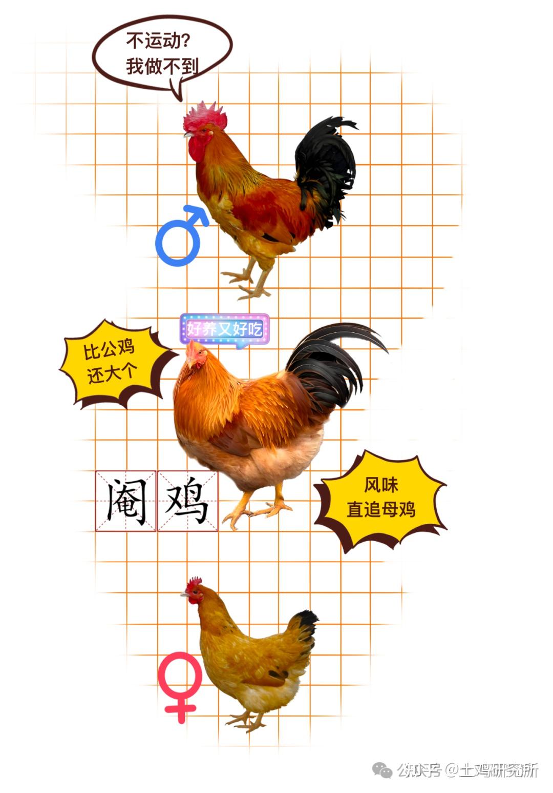 好好的公鸡,怎么就阉了?|中华土鸡品鉴指南 - 知乎