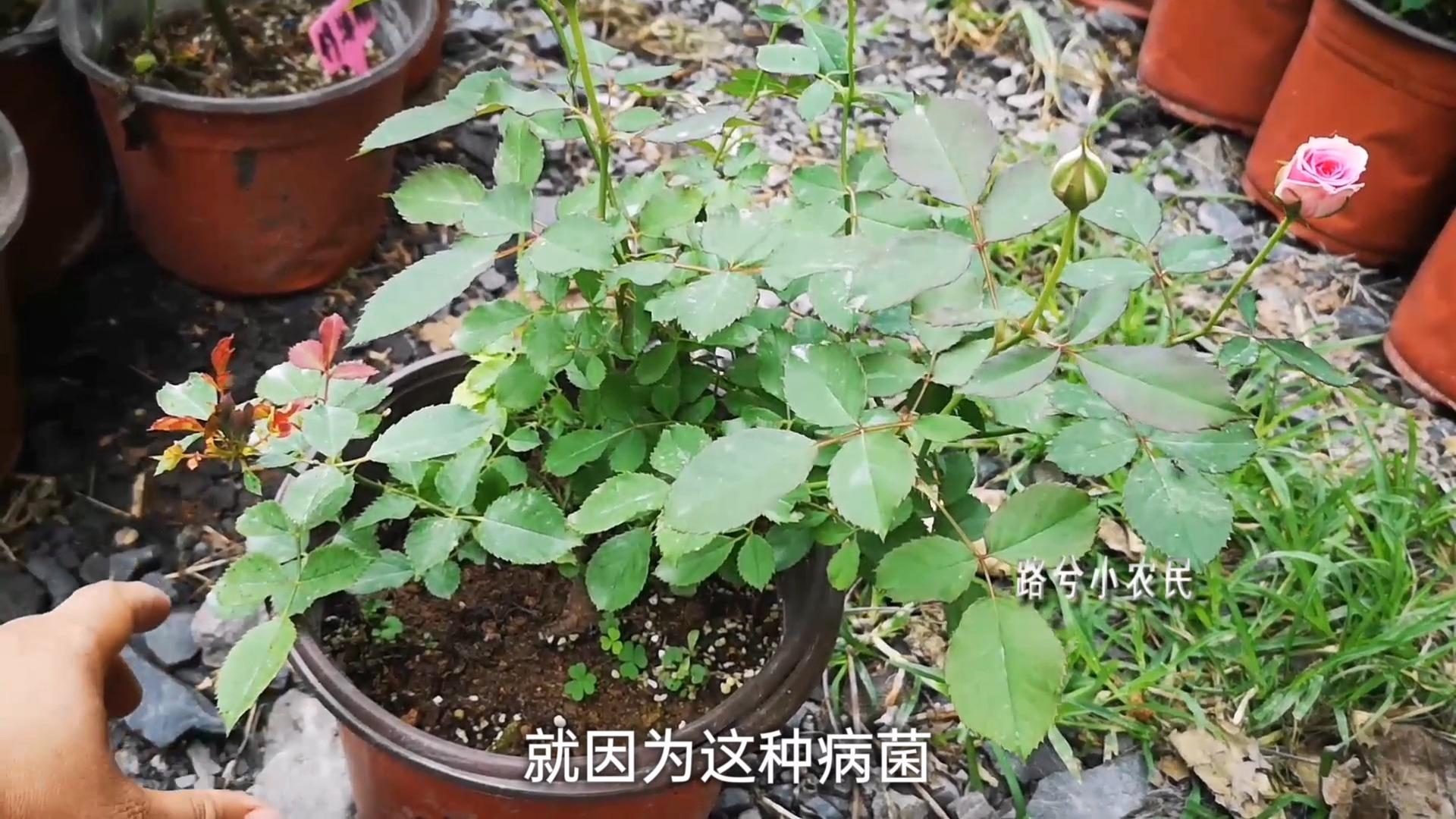 月季上肥忽略了这个细节,肥害很难避免!
