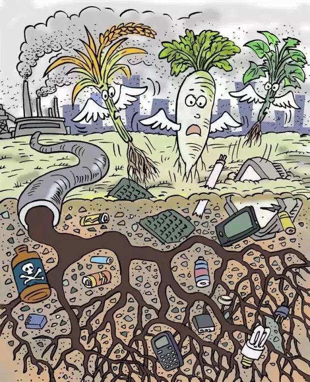 重金属污染的大米千万别再吃了