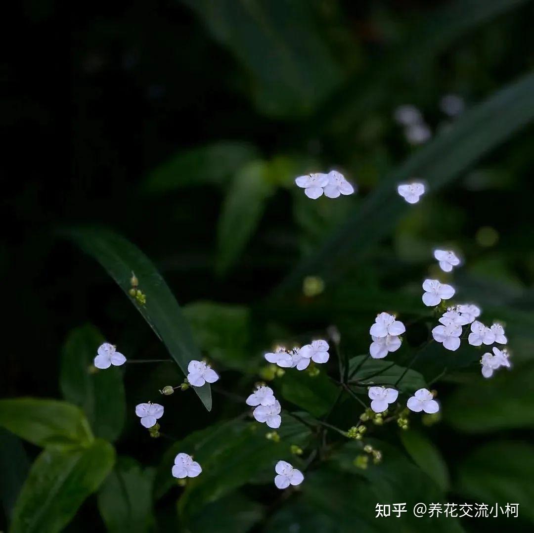 婚纱吊兰,又叫新娘草,耐阴且清新可爱的垂盆小白花
