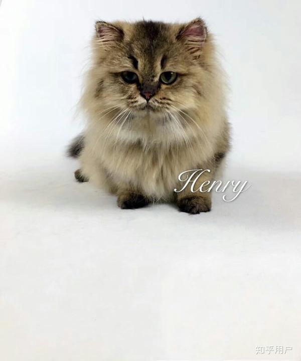 我们家的金吉拉,小男孩哦,名叫亨利,对比一下.他妹妹也在我们家.