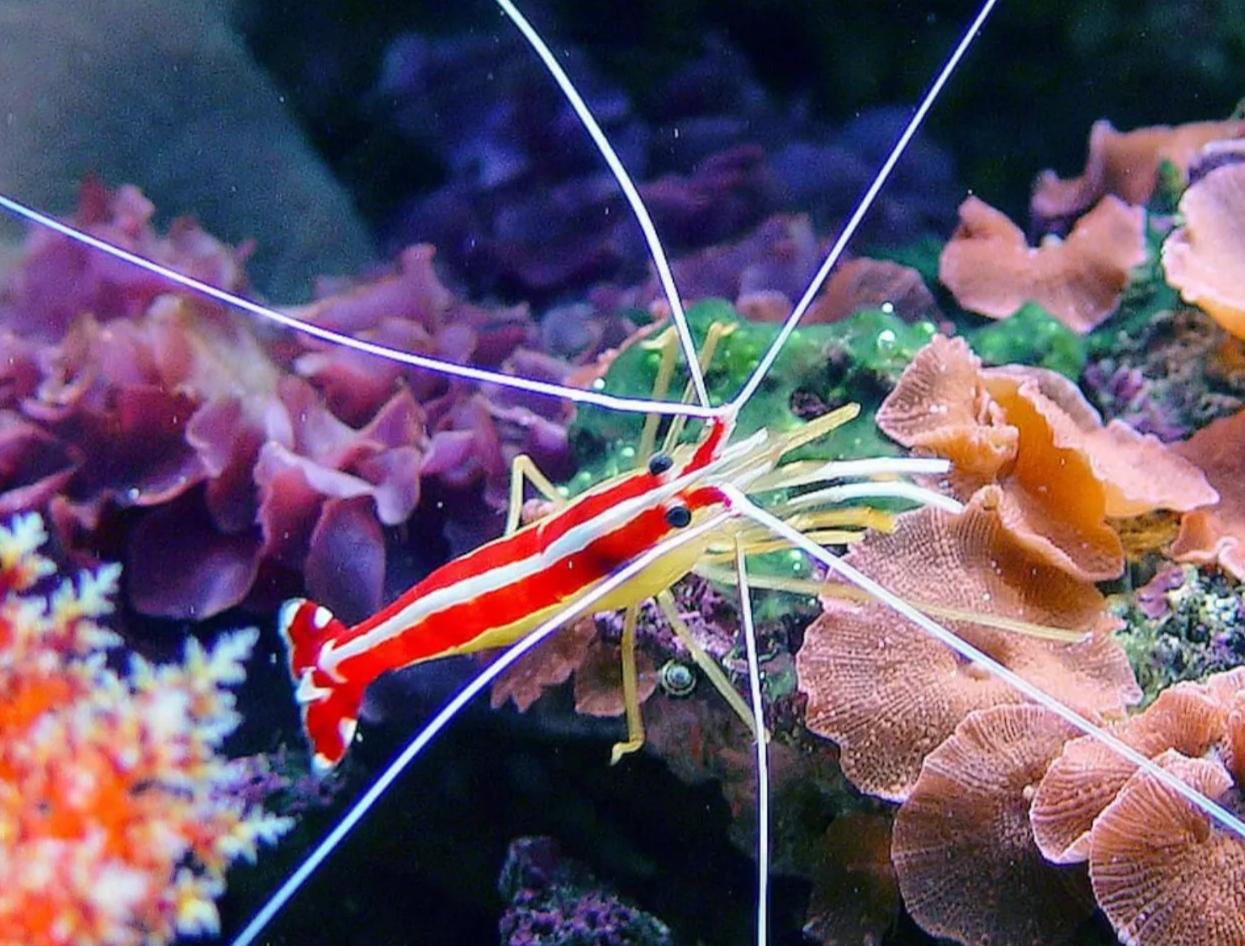 推荐角蝾螺角蝾螺除藻的牛眼螺有好几种,珊瑚缸应该选择