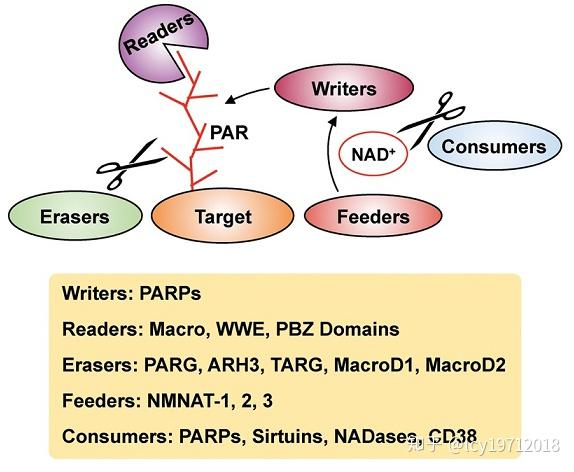 蛋白质的ADP-核糖化修饰 - 知乎