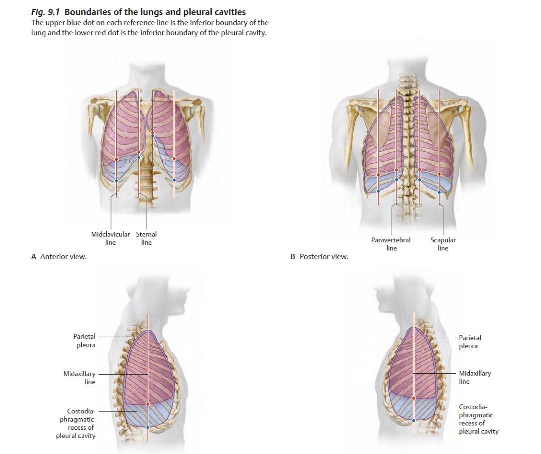 胸膜前界的体表投影图图片