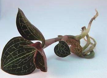 金线莲又名血叶兰是兰科植物中一味难得的药材那她该怎么养