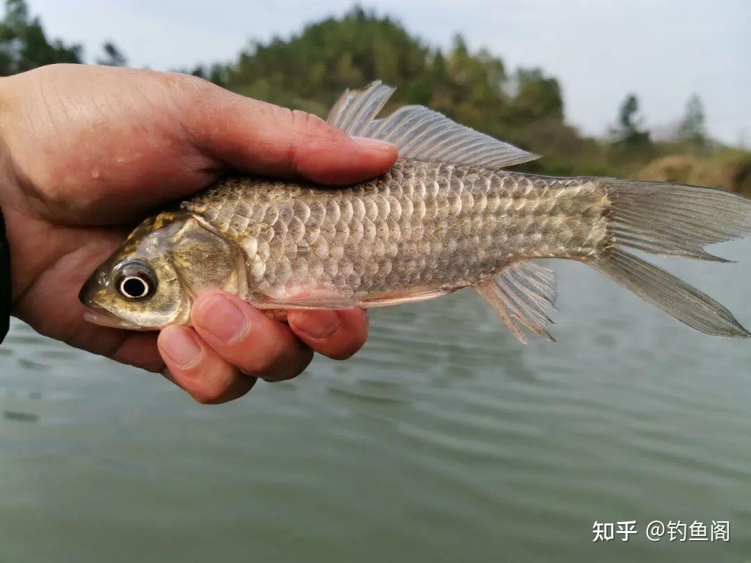 钓鲫鱼之“竿线漂钩饵”的选择，看似简单，其实非常影响鱼获 知乎 5599