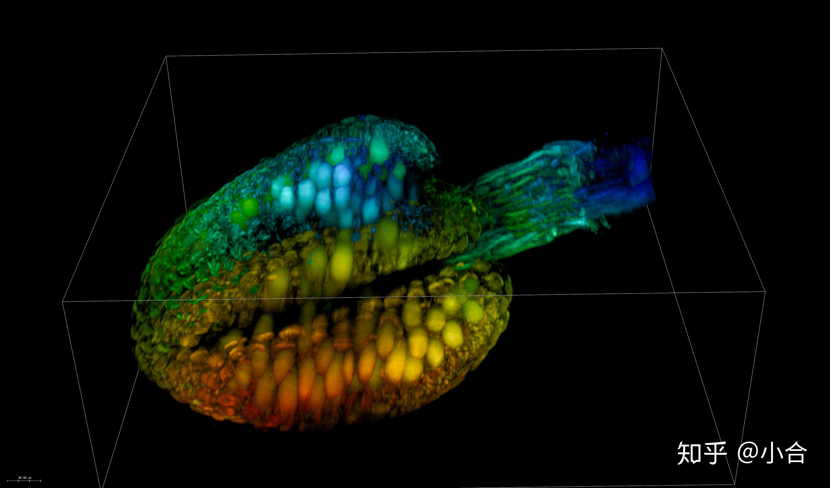 关于如何提升荧光显微镜图像质量一