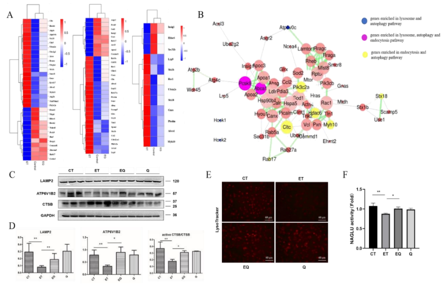 J Nutr Biochem 华中科技大学姚平 唐玉涵课题组：自噬和外泌体协同介导槲皮素对酒精性肝病的保护作用 知乎