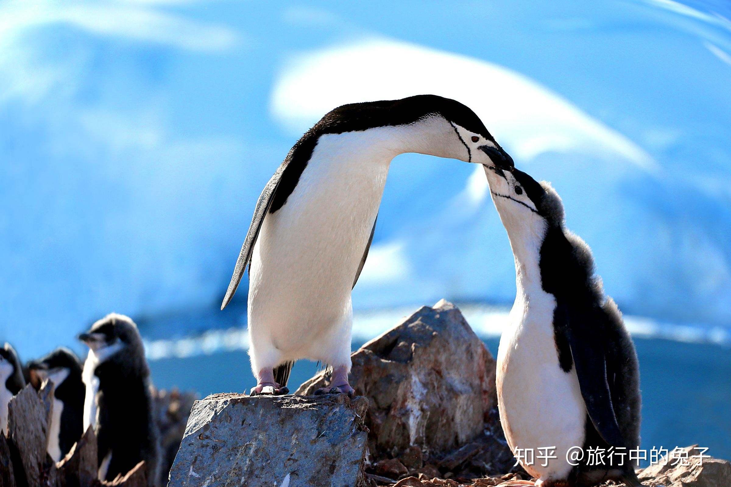 雪白的南极冰川世界出现了一道壮观的血瀑布