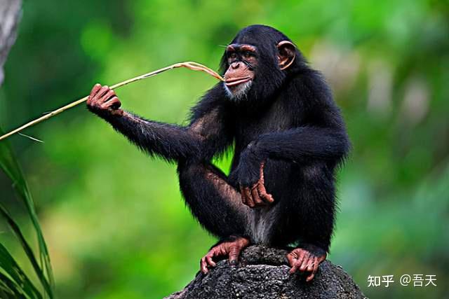 比利时女子与黑猩猩相爱动物园禁止她继续探望网友棒打鸳鸯
