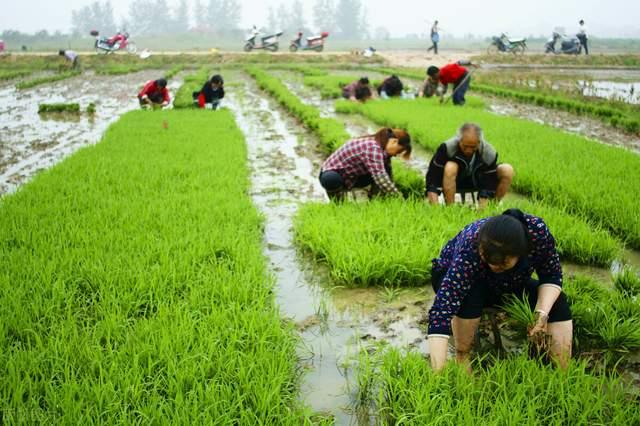 数字经济时代传统农业如何凤凰涅盘