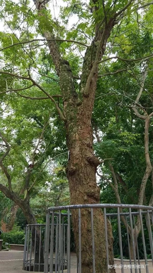 黄花梨在海南哪个地区最正宗？ - 知乎