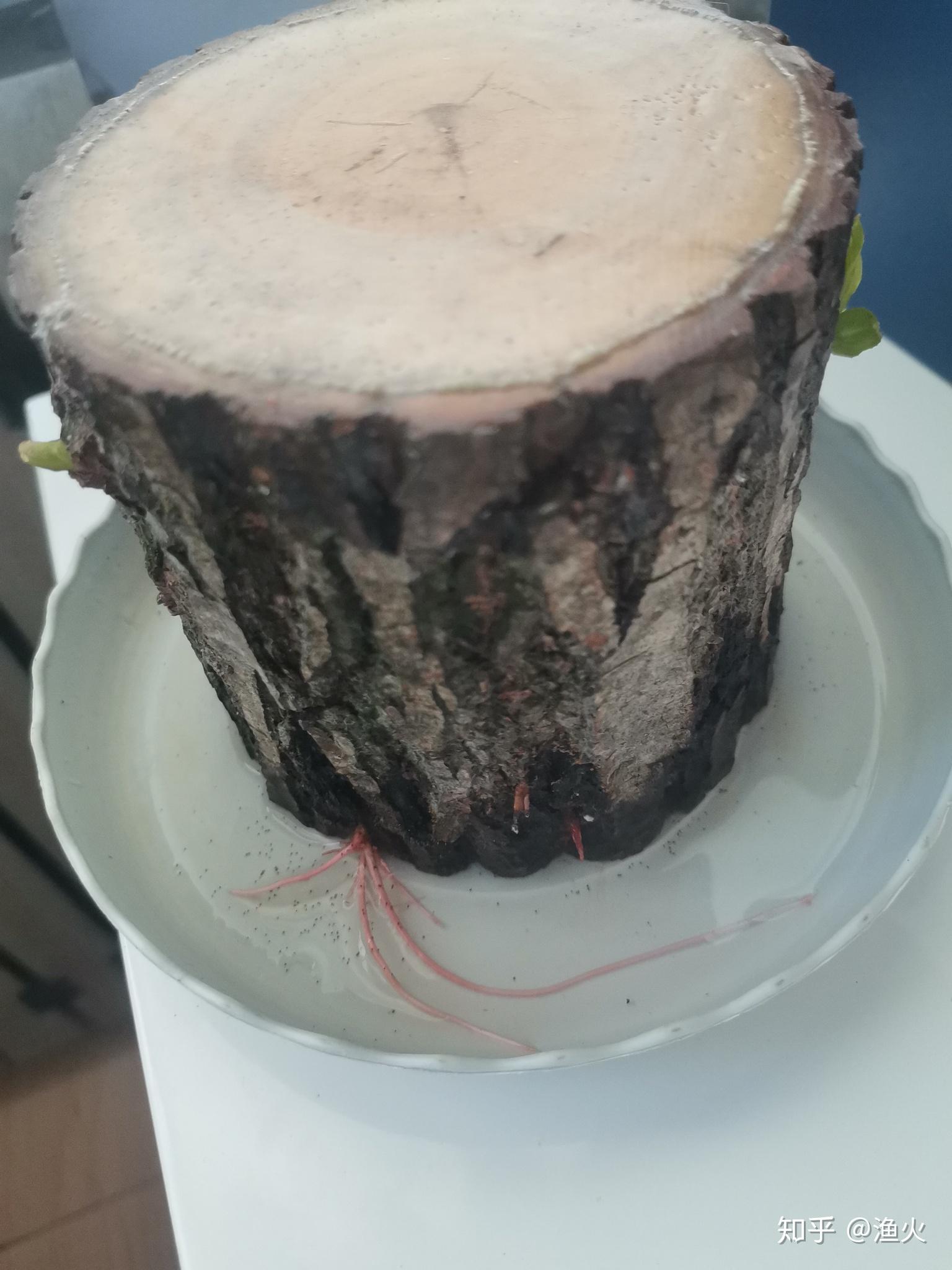 2021考研党蹲一个幸运木伪巴西木实为小柳树墩子